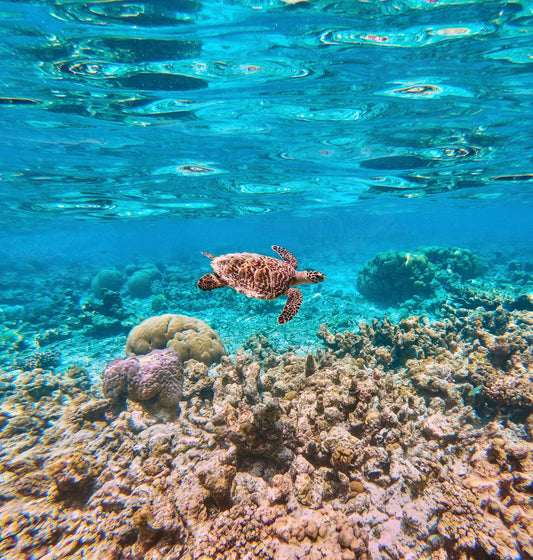 Cuidado de la piel sostenible y coral seguro: Protegiendo los océanos con Gingerly como aliado. 🧡🌊