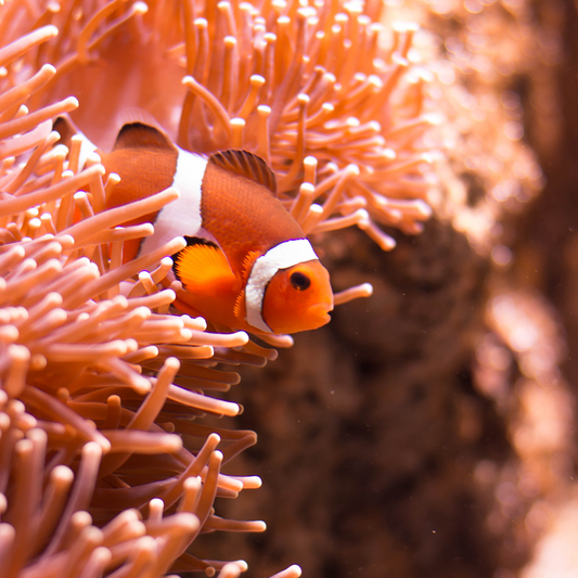 Cosas que no sabías sobre los corales y arrecifes