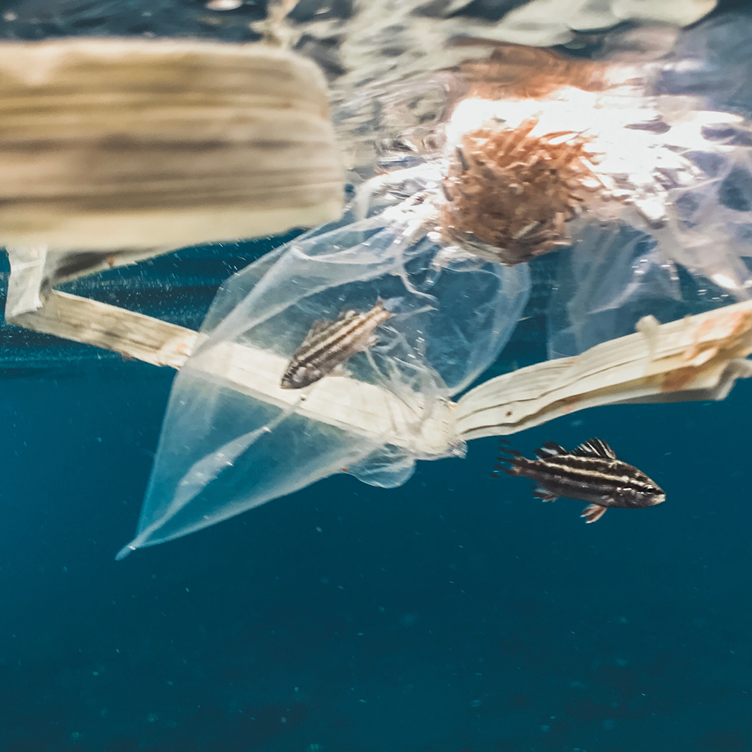 4 Documentales Que Cambiarán Tu Forma De Ver Todo.