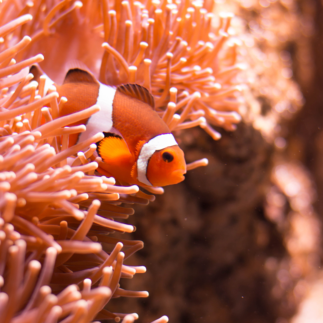 Cosas que no sabías sobre los corales y arrecifes